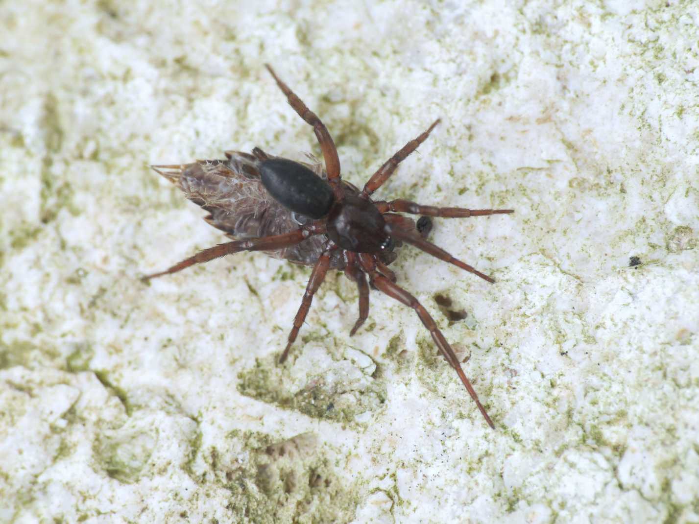 Gnaphosidae con preda